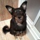 Esta es Linda, mi chica adoptada.